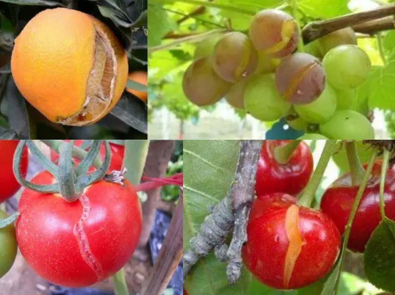 果子裂果,究竟是否是因为缺钙呢?